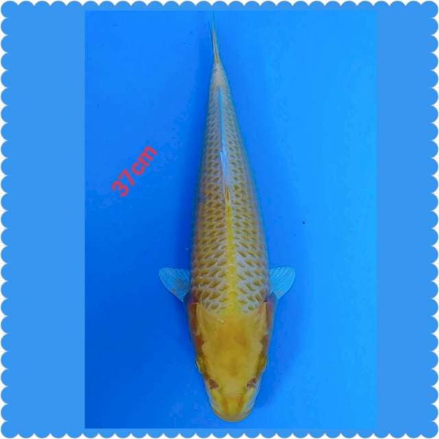 HARIWAKE OGON 37CM
