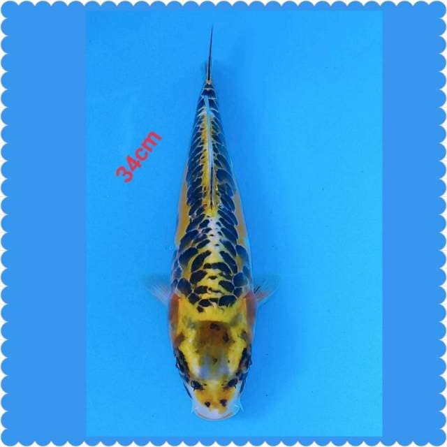 Antikan 34cm rapi