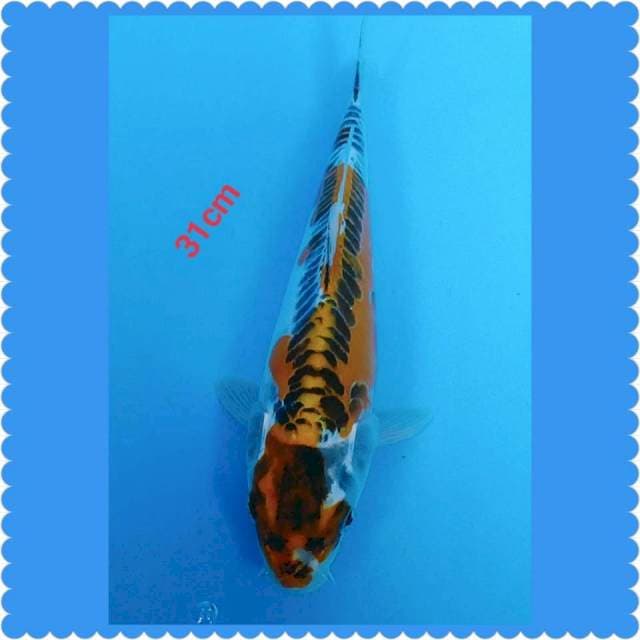 Kojaku doid 31cm