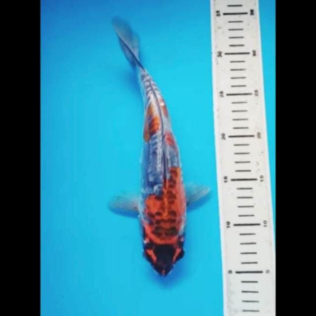 HI KIKOKURYU 30 CM
