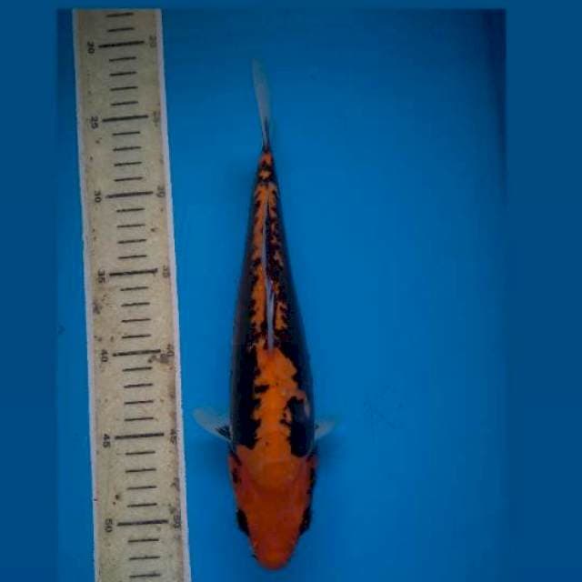 Benikumonryu 27Cm