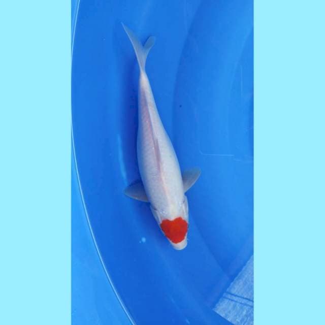 Tancho kohaku