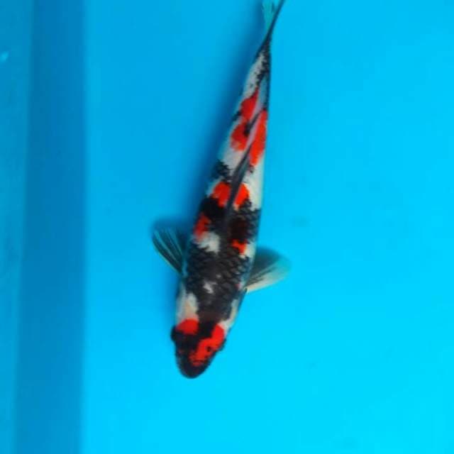 Showa 30cm