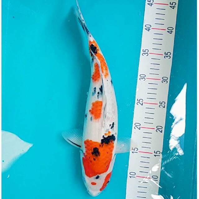 Sanke Jumbo 40cm