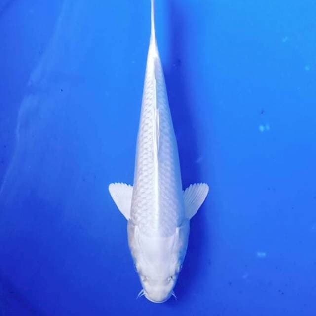 Platinum 30an cm