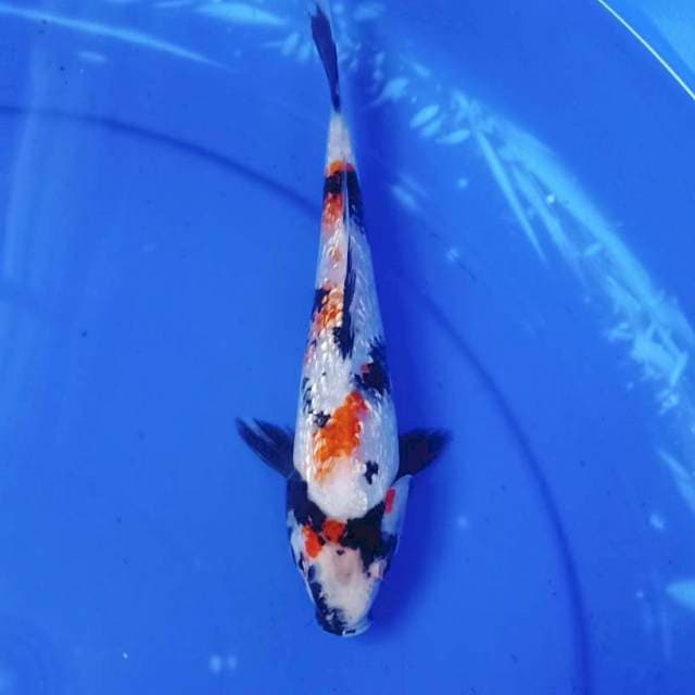 Kindai showa ginrin 25an cm