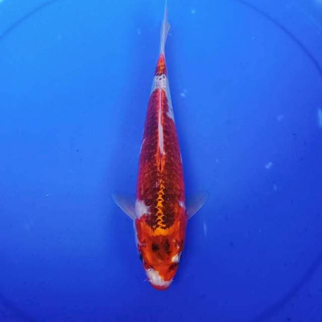 Ghosiki 30an cm