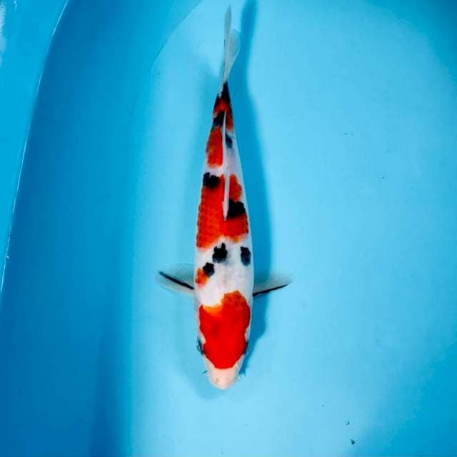Sanke, 24 cm