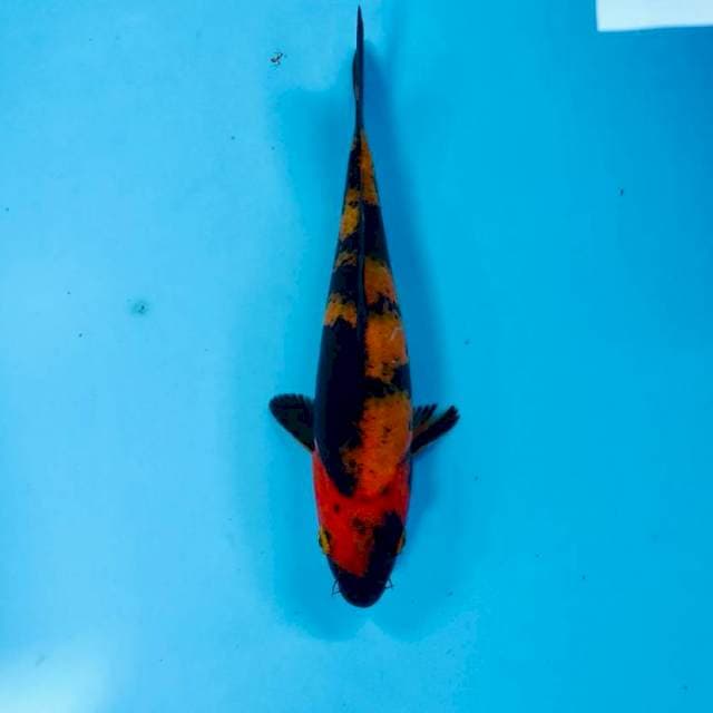 Hi Utsuri, 19 cm