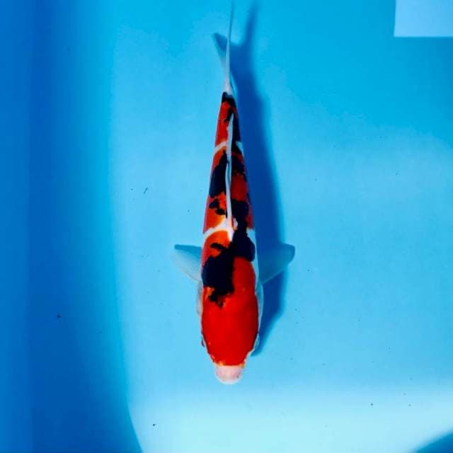 Doitsu, 23 cm