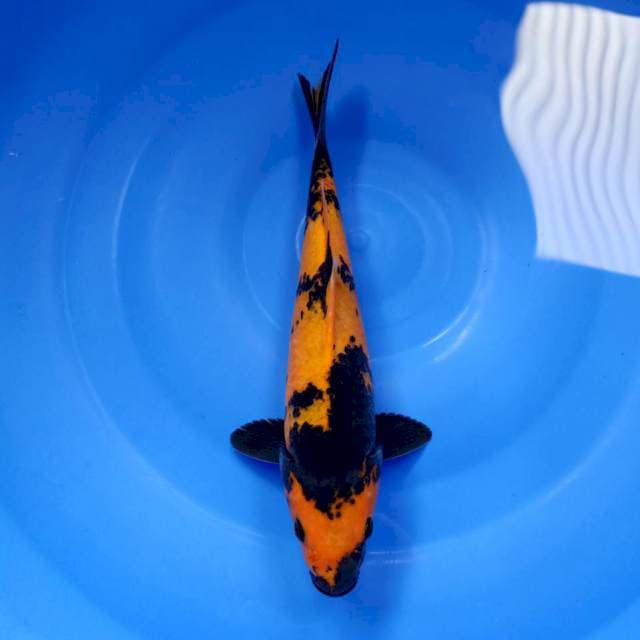 Hi utsuri tembus 27cm HQ