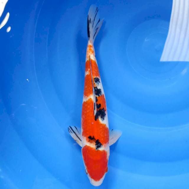 Maruten sanke 32cm