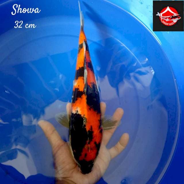 Showa 32 cm