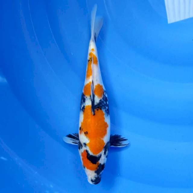 Showa sanshoku 26cm