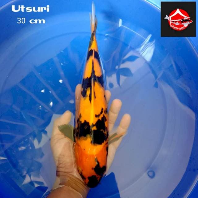 Utsuri 30 cm