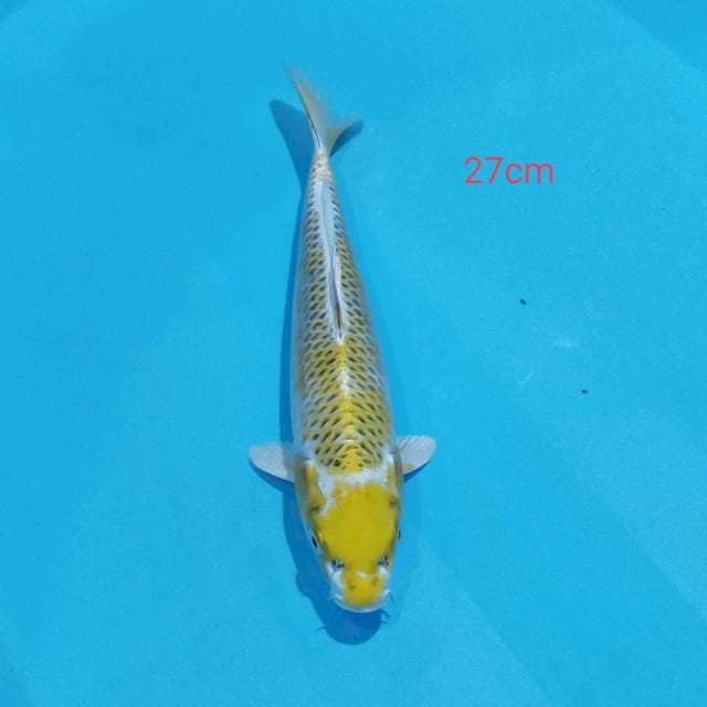 Hariwake 27cm