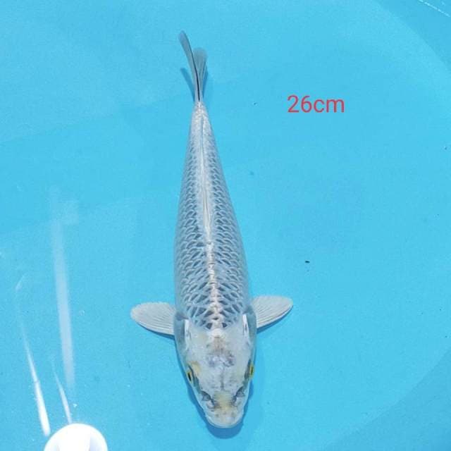 Matsuba 26cm