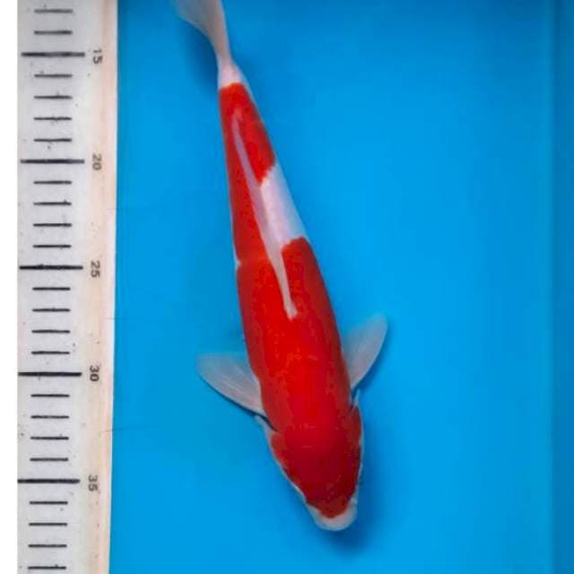 Kohaku doit 27cm