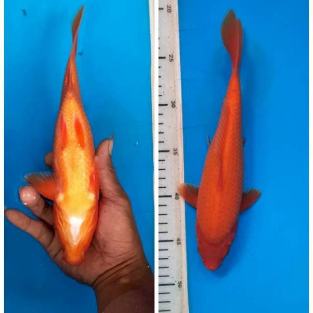 Benigoi 26cm