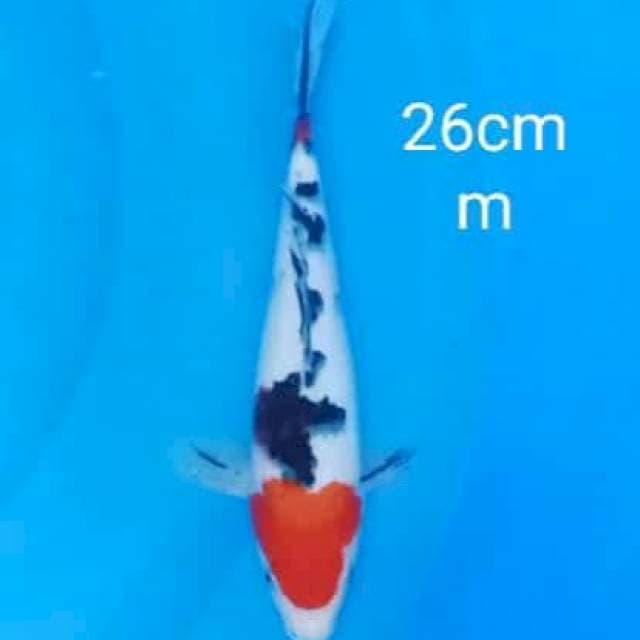 Tancho sanke original 26cm