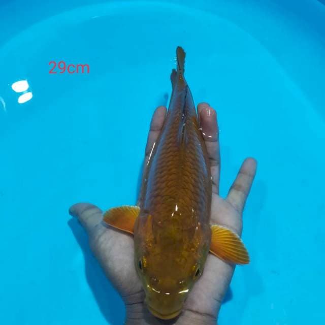 Cagoi tembaga