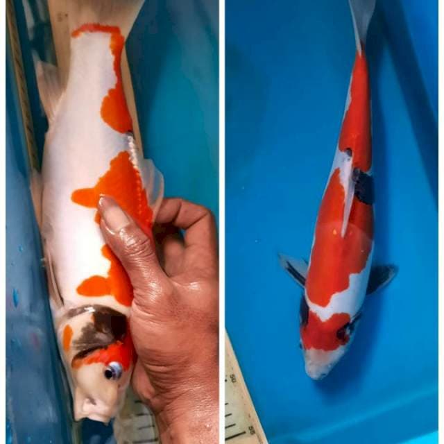Showa doit 33cm sirip atas tidak fuul