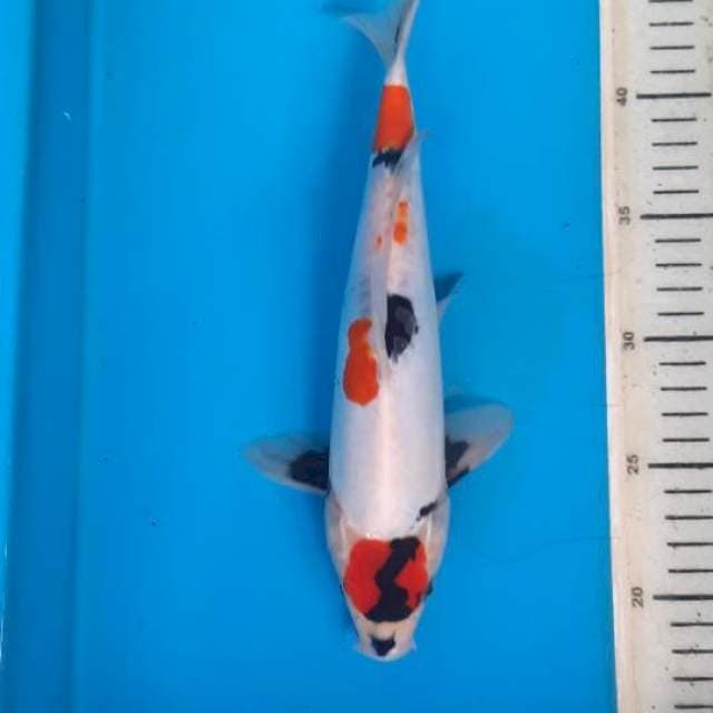 Tancho showa doit 28cm