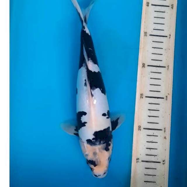 Shiro doits 29cm