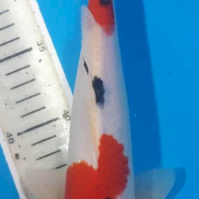 Original maruten sanke tsubosumi