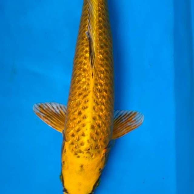GOLD GINRIN MUKASHI 37 cm
