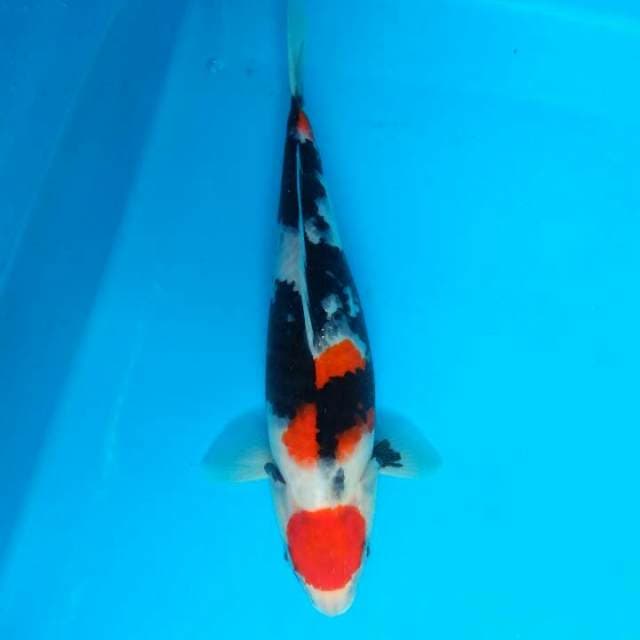Showa 31cm