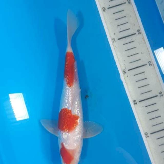 Super maruten kohaku ginrin