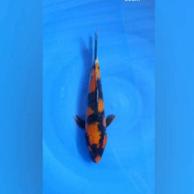 Utshuri 26Cm