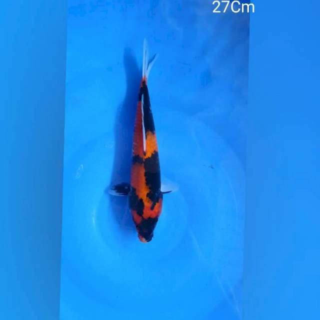 Utshuri 27Cm
