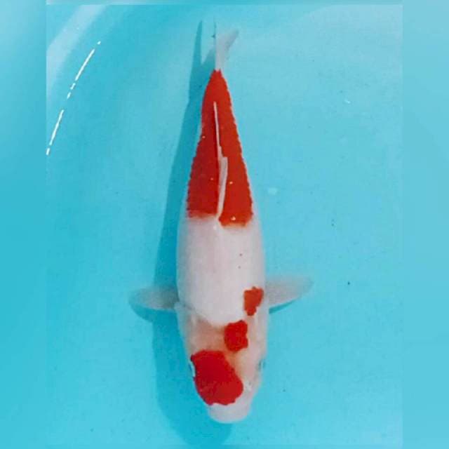 35cm maruten kohaku