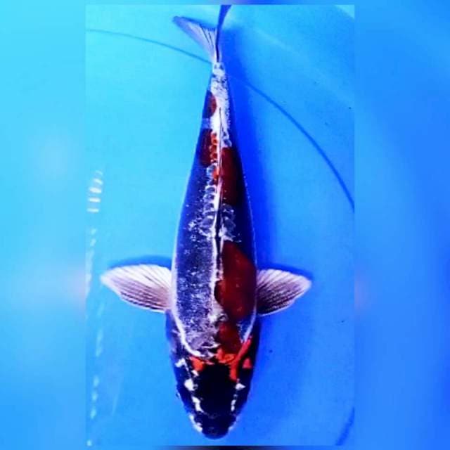 Benikikkoryu 34