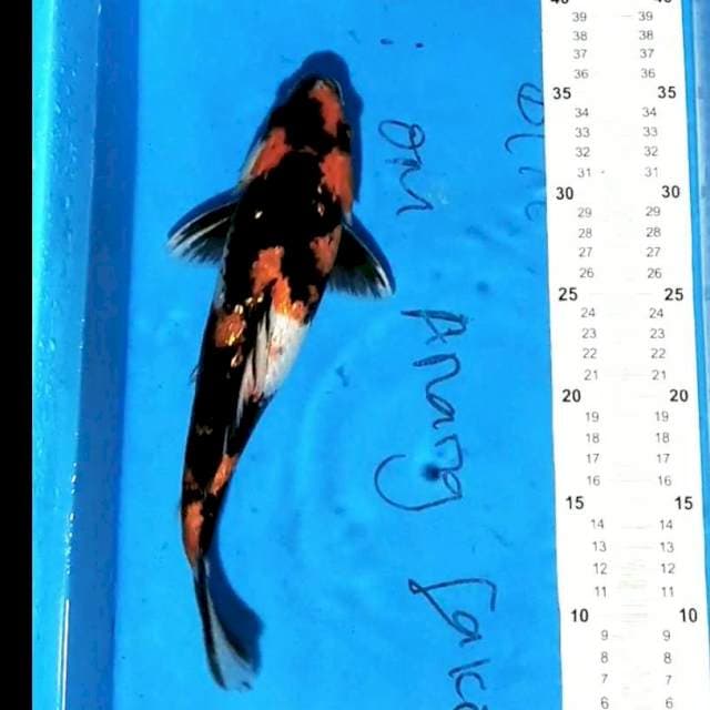 Showa 30 cm