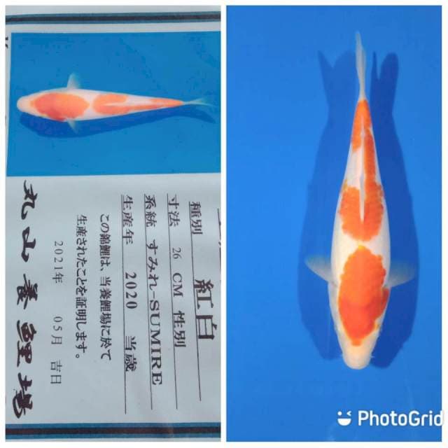 Kohaku maruyama tosai