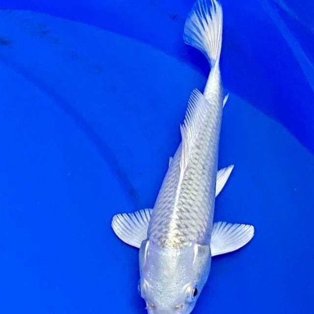 Platinum Import Jepang Marudo