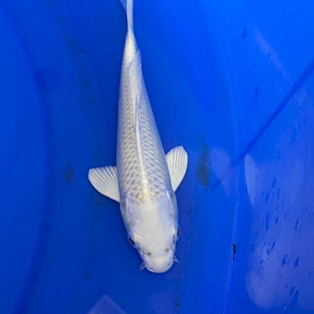 Platinum Import Jepang Marudo