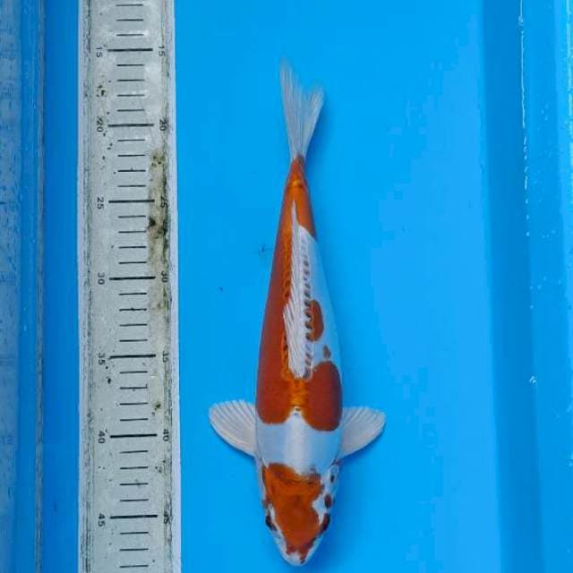 Hariwake doitsu 32cm