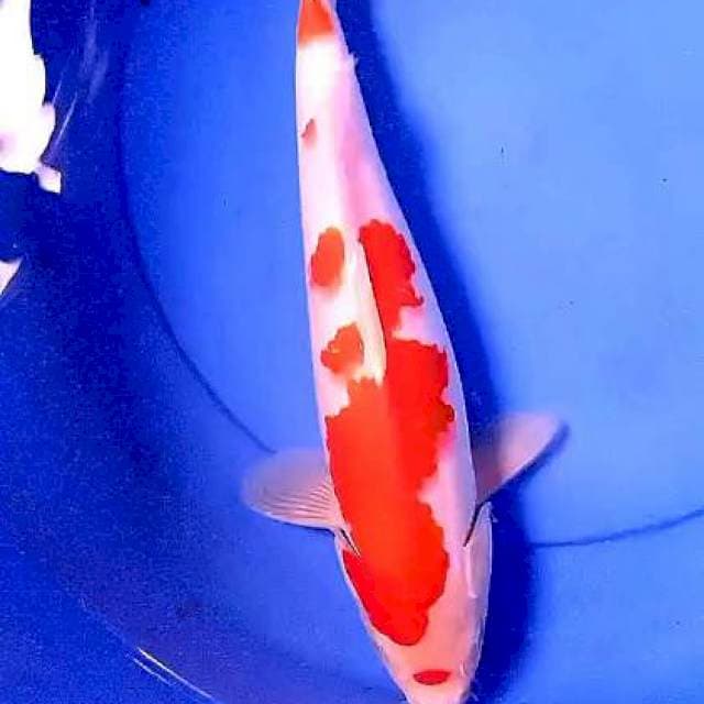 Kohaku 37 cm