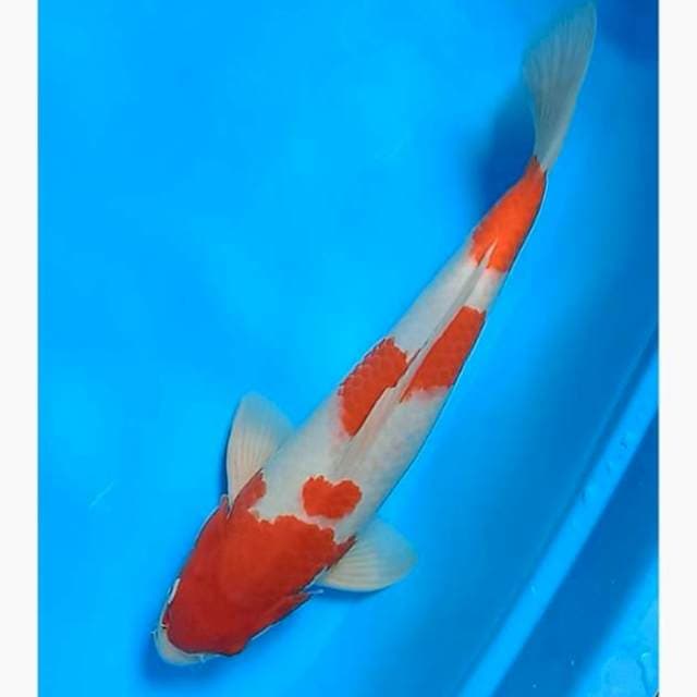 Kohaku