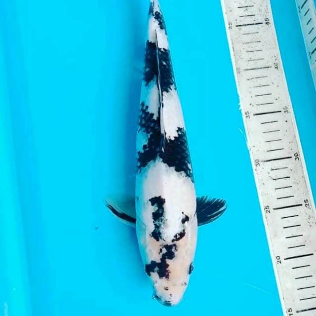 Male