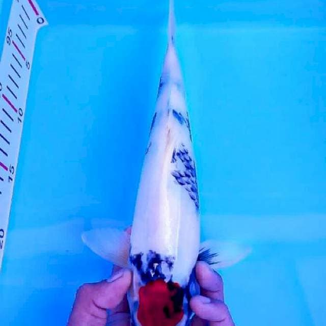 Tancho Showa 26cm Male