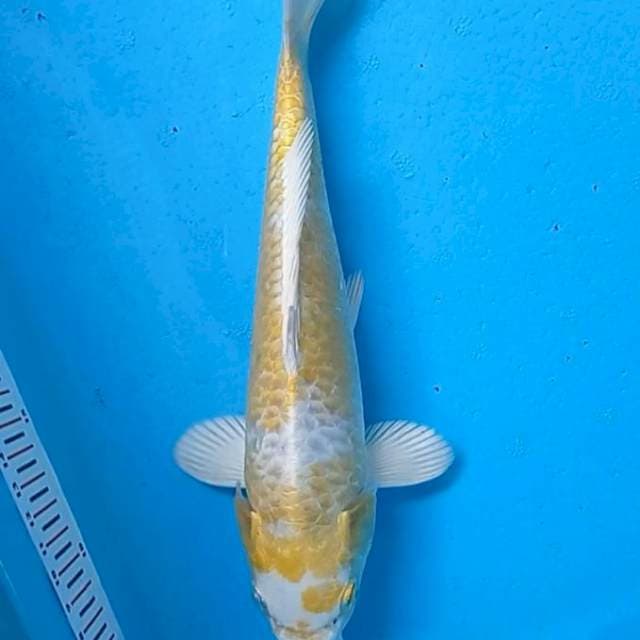 Hariwake Aragoke 27cm