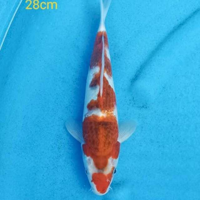 Goromo