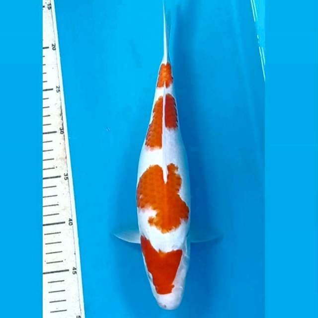 Kohaku, 32 cm