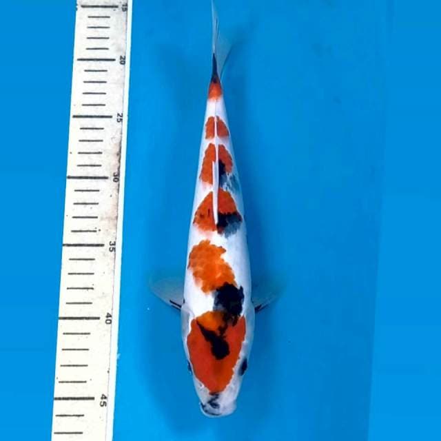 Showa, 28 cm