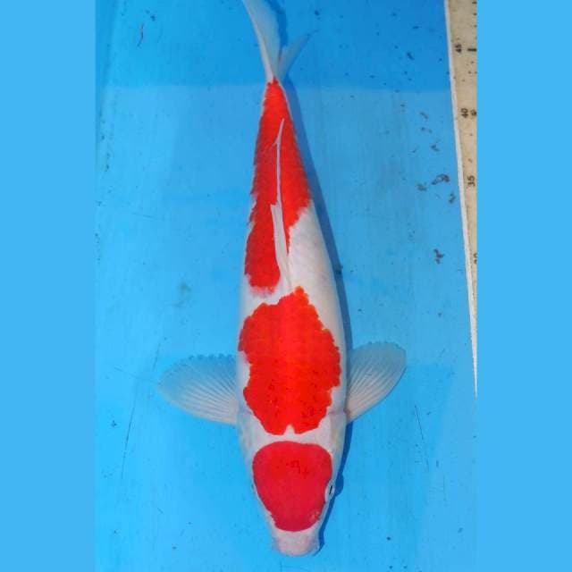 MARUTEN KOHAKU 34cm
